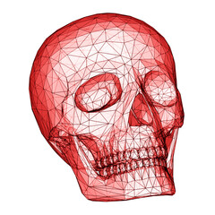 Wall Mural - 3D mesh of skull isolated on white background. 3D illustration.