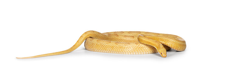 Fototapete - Butter Corn Snake or Red Rat Snake, Pantherophis guttatus, isolated on a white background.