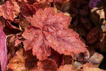 Wall Mural - heucherella 'redstone falls' an herbaceous perennial foliage plant with brown, red leaves in the aut