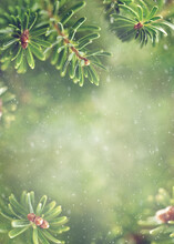 Beautiful Green Fir Tree Branches. Christmas And Winter Concept. Soft Focus,blurred Snowy Background.