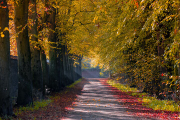 Wall Mural - Landscape view of small street with colourful trees in fall, Golden yellow and orange leaves with soft sunlight in the morning, Nature path with row of tree along the road, Nature autumn background.