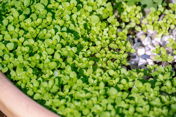 Wall Mural - Selective focus small tiny green leaves of Stellaria media in garden, Chickweed is an annual and perennial flowering plant in the family Caryophyllaceae, Abstract nature pattern, Greenery background.