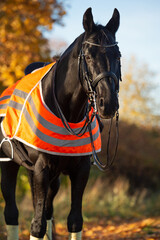 Wall Mural -  portrait of beautiful black dressage stallion  dressed in training protection cover  posing at sunny evening. autumn season