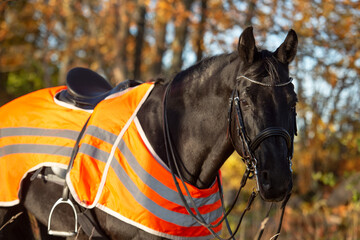 Wall Mural -  portrait of beautiful black dressage stallion  dressed in training protection cover  posing at sunny evening. autumn season