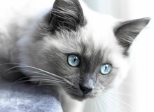Closeup Shot Of The White Ragdoll Kitten With Blue Eyes