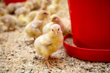 Young Yellow Chicks Industrial Poultry Breeding Farm Feeding Time