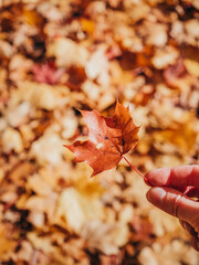 A person's hand holds a small brown autumn maple leaf against the background of fallen yellow leaves. Sample. Beautiful yellow autumn. Sunlight illuminates the leaves beautifully. Leaves in blur.