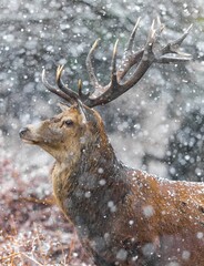 Sticker - Closeup shot of the majestic red stag with antlers during snowfall