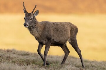 Wall Mural - Young red deer stag walking in a field.