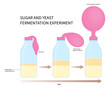 sugar yeast alcohol ferment respiratory in lab with scientist blow up balloon