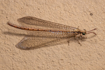 Wall Mural - Adult Antlion Insect