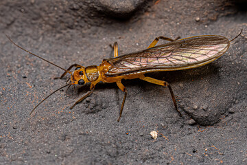 Wall Mural - Adult Common Stonefly insect