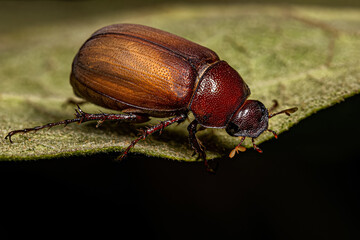 Wall Mural - Adult June Beetle