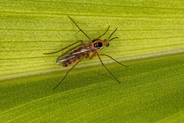 Wall Mural - Adult Fungus Gnat