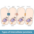 Types of intercellular junctions. Gap junction (pore and connexon), desmosome (filaments, glycoprotein, plaque) and tight junction. Connections between cells for stress resistance and communication.