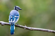 A blue jay fledgling perched on a tree branch