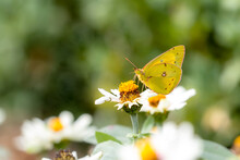 A Clouded Sulphur Butterfly Feeding On A White Flower