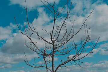 tree in the sky