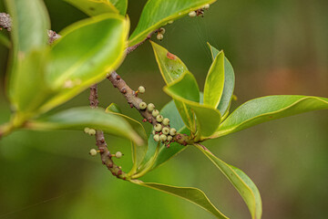 Sticker - Colicwood Angiosperm Tree