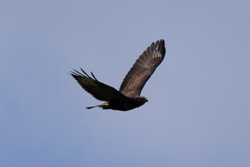 Wall Mural - Common buzzard, Buteo buteo flying in the blue sky.