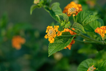 Wall Mural - Orange Flower of Common Lantana