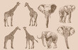 Graphical big vintage set of giraffes and elephants ,vector illustration