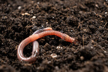 Big Beautiful Earthworm In The Black Soil, Close-up.