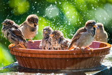 House Sparrows Bathing And Splashing Water In A Birdbath On A Hot Summer Day.