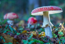 Amanita Mushrooms Grow In The Forest. Defocused Background. Selective Focus In The Foreground.