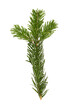 Branch of The Nordmann Fir Christmas Tree. Green pine, spruce branch with needles. Isolated on white background. Close up top view