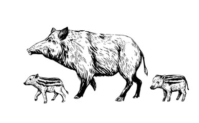 Wall Mural - wild boar sketch. engraving style. vector illustration