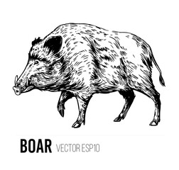 Wall Mural - wild boar sketch. engraving style. vector illustration