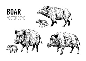 Wall Mural - wild boar sketch. engraving style. vector illustration