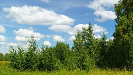 Wall Mural - summer landscape forest blue sky, flying clouds, nature. space for copying text. stop motion