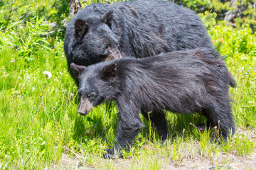 Wall Mural - Black bear