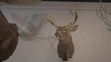 This Panning Video Shows An Assortment Of Deer, Caribou, And Moose Wall Mounted Taxidermy.