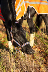 Wall Mural -  portrait of beautiful black dressage stallion  dressed in training protection cover  grazing after training. at sunny autumn evening.