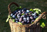 Fototapeta Kuchnia - Blue plum,delicious purple sweet fruit in wooden basket made of vines,harvest time in the orchard,seasonal autumn fruit,organic vegetarian ingredient,ukrainian garden,prunus domestica,Japanese symbol