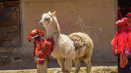 Kid and llama in Huilloc andean town cusco peru