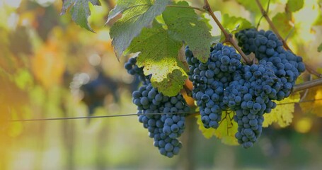 Wall Mural - Bunch of ripe blue grapes in the breeze on the vineyard, slider movement