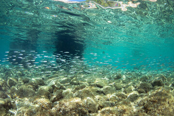 Wall Mural - Crystal clear water and school of small fish in Adriatic sea.