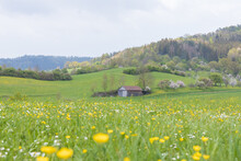 Barn In A Green Field With Yellow Flowers In Germany