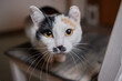 Cat with a face like Adolf Hitler.