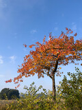 Fototapeta Krajobraz - jesień