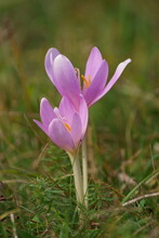 Wild Flower - Purple Autumn Crocuses - Crocus Luciliae