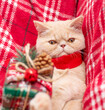 christmas cat with present