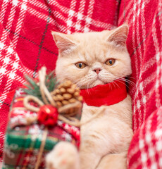 Wall Mural - christmas cat with present