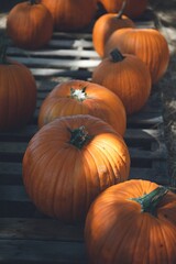 Canvas Print - Vertical shot of pumpkins under the sunlight during harvest