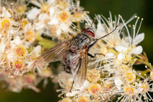Musca Domestica, The Common Housefly Sits On A Flower