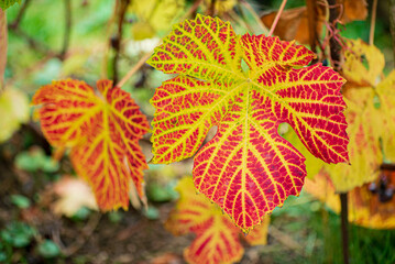 Sticker - autumn leaves in the garden